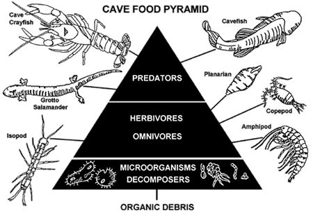 Bentuk piramida makanan yang sesuai dengan komposisi komponen dalam ekosistem normal adalah
